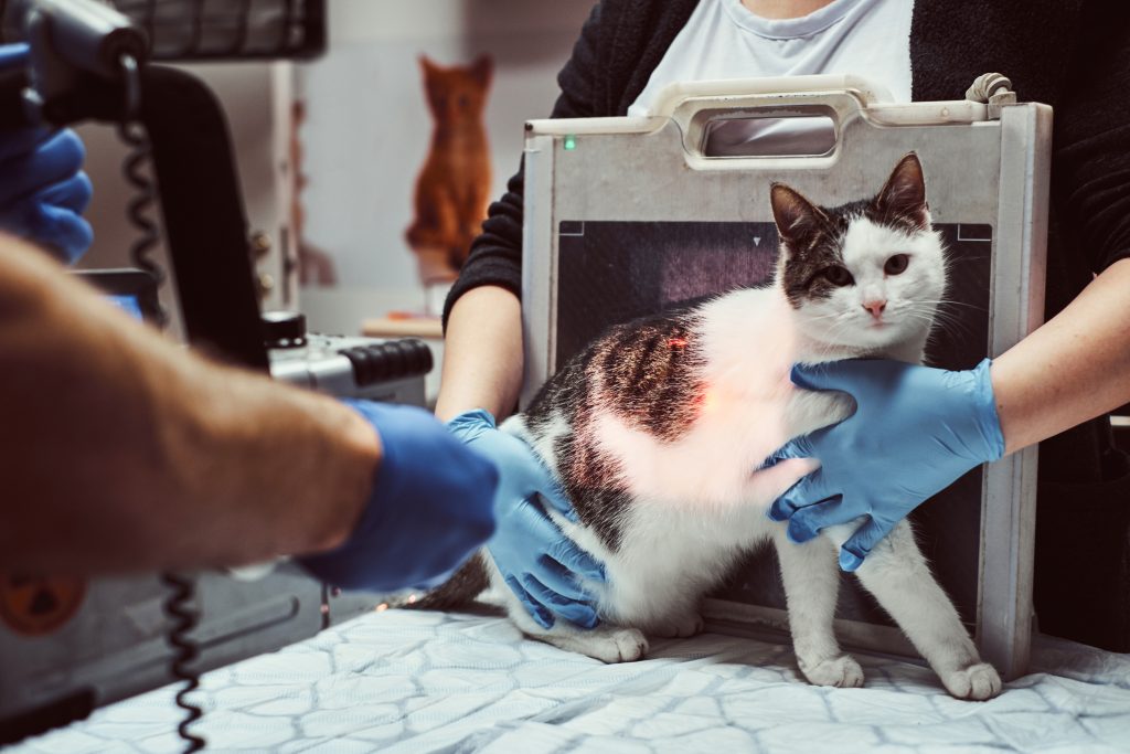 רנטגן לחתול