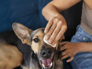דלקת עיניים לכלבים טיפול טבעי