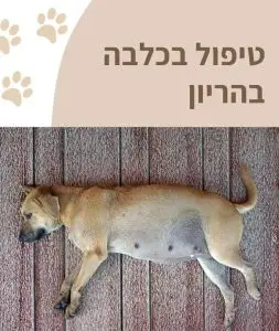 טיפול בכלבה בהריון