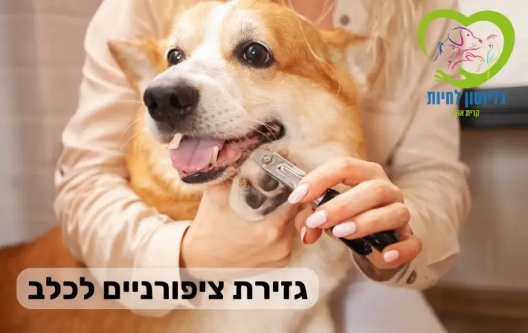 גזירת ציפורניים לכלב