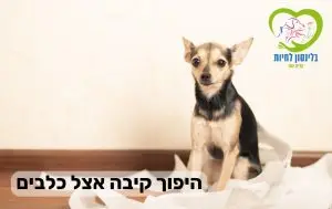 היפוך קיבה אצל כלבים