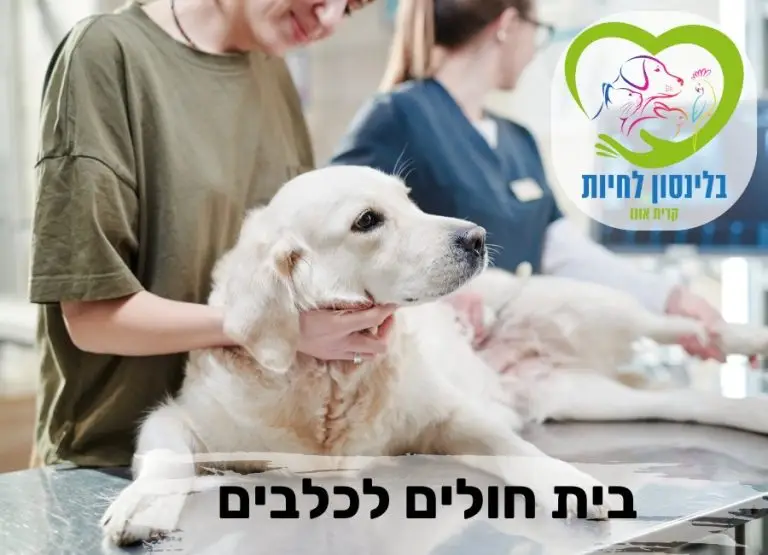 בית חולים לכלבים