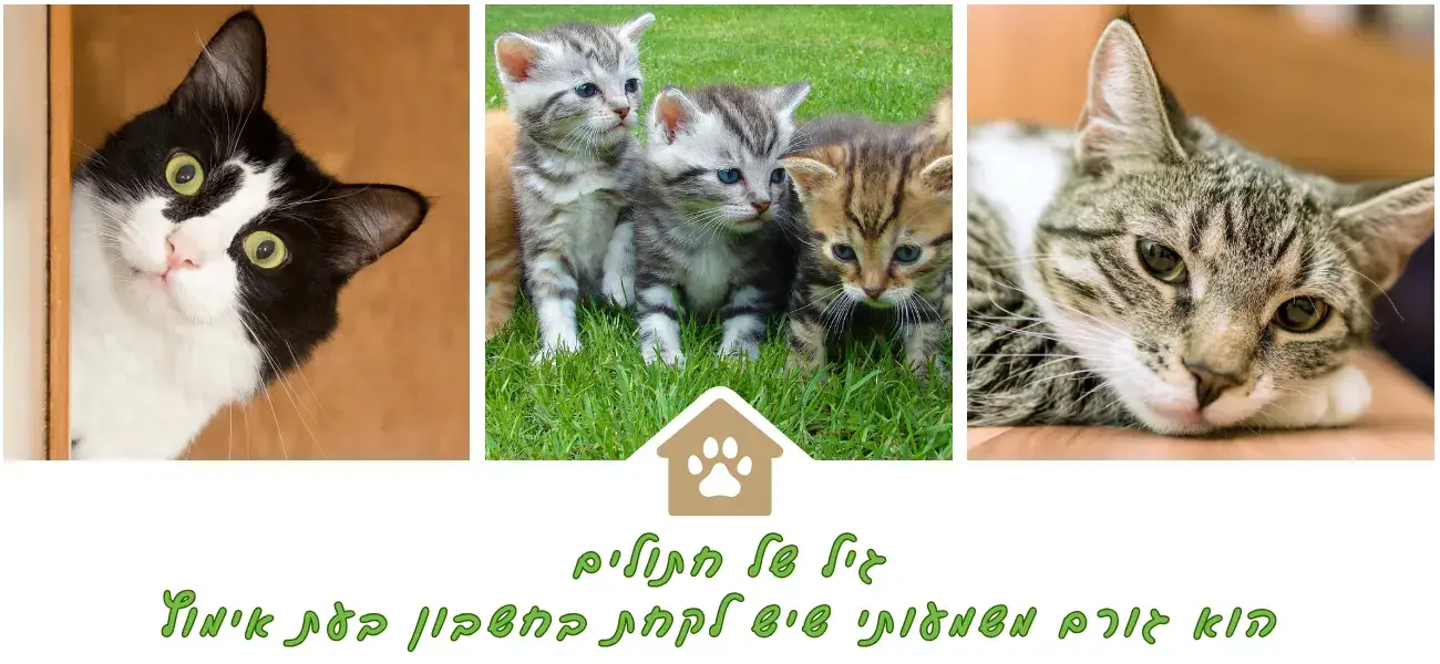 חתול חדש בבית – מדריך מקיף לאימוץ | בלינסון לחיות קרית אונו