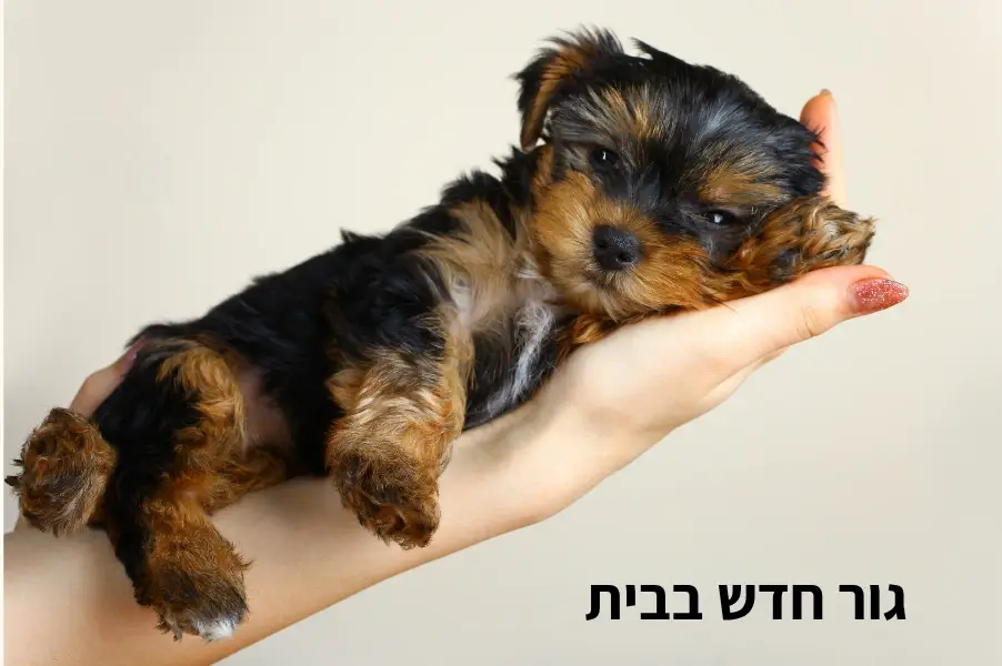 גור חדש בבית