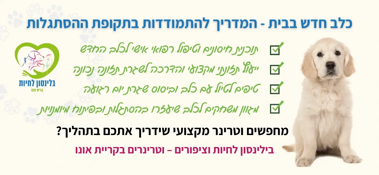 כלב חדש בבית
