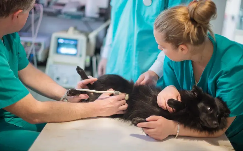בית חולים לכלבים