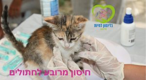 חיסון מרובע לחתולים