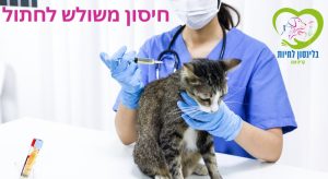 חיסון משולש לחתול